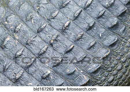 Close up of rough alligator skin View Large Photo Image Stock Image - Close up of rough alligator skin. Fotosearch