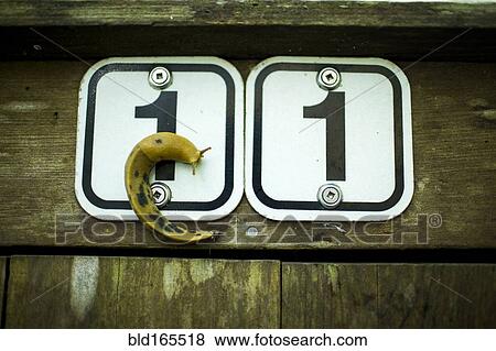 Close up of slug crawling on route sign View Large Photo Image Stock Photo - Close up of slug crawling on route sign. Fotosearch