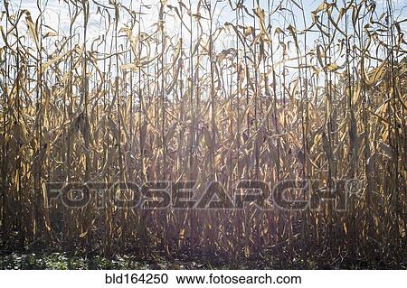 Stock Image - Corn crops growing in farm field. Fotosearch