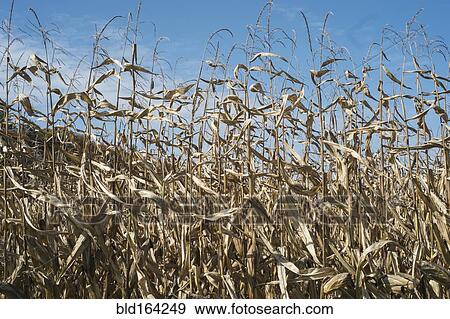 Corn crops growing in farm field under blue sky View Large Photo Image Stock Photo - Corn crops growing in farm field under blue sky. Fotosearch
