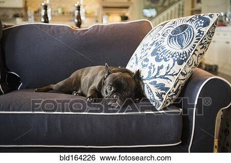 Dog laying on livingroom sofa View Large Photo Image Stock Photograph - Dog laying on livingroom sofa. Fotosearch