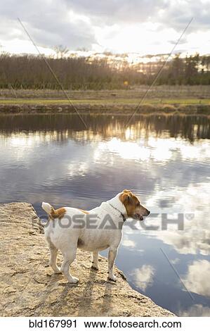 Stock Image - Dog standing over remote lake reflecting cloudy sky. Fotosearch