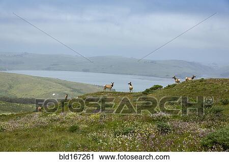 Elk grazing on hilltop in remote landscape View Large Photo Image Stock Image - Elk grazing on hilltop in remote landscape. Fotosearch