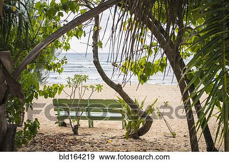 Empty bench and trees on beach View Large Photo Image Stock Photo - Empty bench and trees on beach. Fotosearch