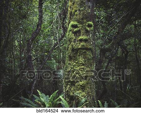 Picture - Face growing in moss on tree in lush forest. Fotosearch