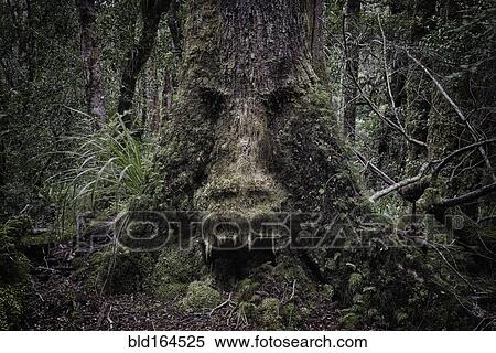 Face growing in moss on tree in lush forest View Large Photo Image Stock Photography - Face growing in moss on tree in lush forest. Fotosearch