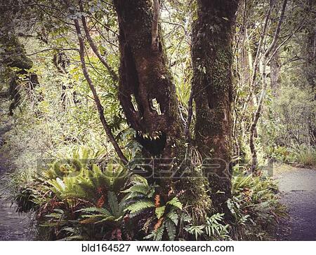 Face growing on tree in lush forest View Large Photo Image Stock Photo - Face growing on tree in lush forest. Fotosearch
