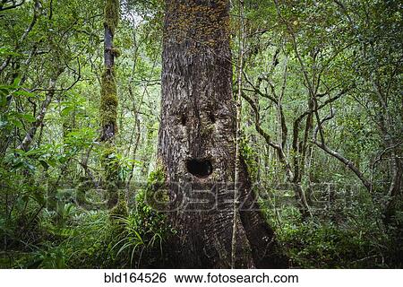 Stock Photograph - Face growing on tree in lush forest. Fotosearch