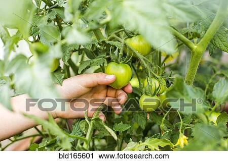 Stock Image - Hand of mixed race boy holding tomato on vine. Fotosearch