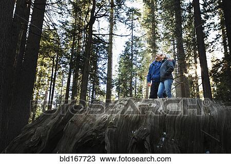 Stock Image - Hispanic couple standing on enormous stump in forest. Fotosearch