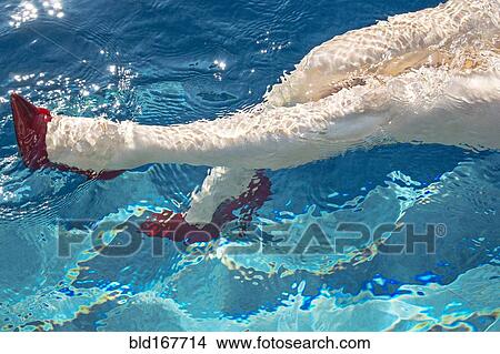 Picture - Legs of woman wearing high heels in swimming pool. Fotosearch