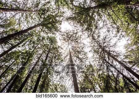 Low angle view of forest trees under sky View Large Photo Image Stock Image - Low angle view of forest trees under sky. Fotosearch