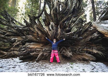 Mixed race girl standing under uprooted tree in forest View Large Photo Image Stock Photograph - Mixed race girl standing under uprooted tree in forest. Fotosearch