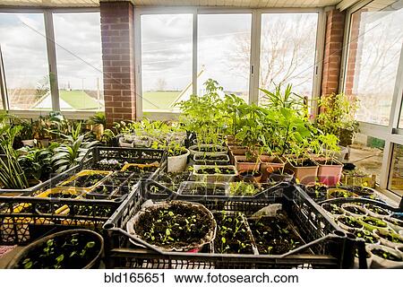 Plants growing indoors View Large Photo Image Stock Image - Plants growing indoors. Fotosearch