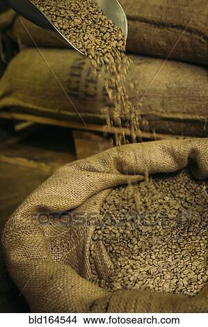Picture - Shovel pouring raw coffee beans into sack. Fotosearch