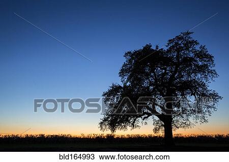 Silhouette of tree in rural field under sunset sky View Large Photo Image Stock Image - Silhouette of tree in rural field under sunset sky. Fotosearch