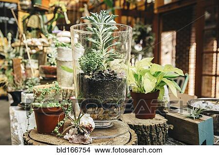 Succulent plants for sale in nursery View Large Photo Image Picture - Succulent plants for sale in nursery. Fotosearch