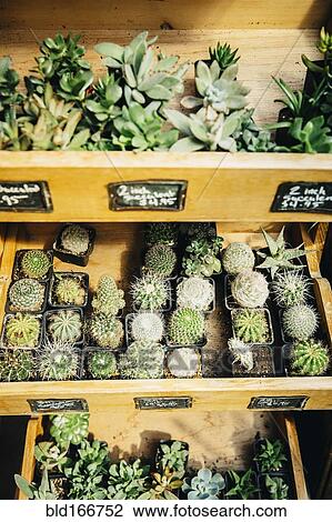Succulent plants for sale in nursery View Large Photo Image Stock Image - Succulent plants for sale in nursery. Fotosearch