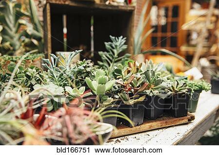 Succulent plants on table View Large Photo Image Stock Image - Succulent plants on table. Fotosearch