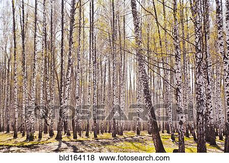 Stock Photo - Trees growing along path. Fotosearch