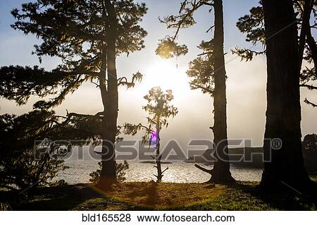 Trees growing near ocean View Large Photo Image Stock Photo - Trees growing near ocean. Fotosearch