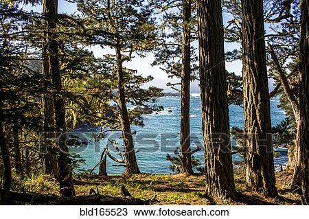 Trees growing on cliff over ocean View Large Photo Image Stock Image - Trees growing on cliff over ocean. Fotosearch