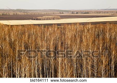 Stock Image - Trees in rural landscape. Fotosearch