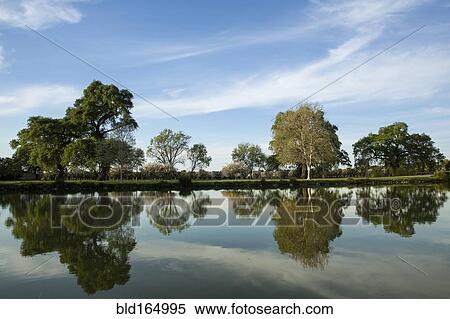 Trees under blue sky reflecting in still lake View Large Photo Image Stock Photography - Trees under blue sky reflecting in still lake. Fotosearch