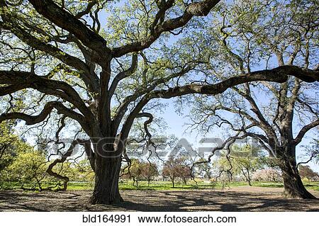 Twisting trees growing in field View Large Photo Image Stock Image - Twisting trees growing in field. Fotosearch