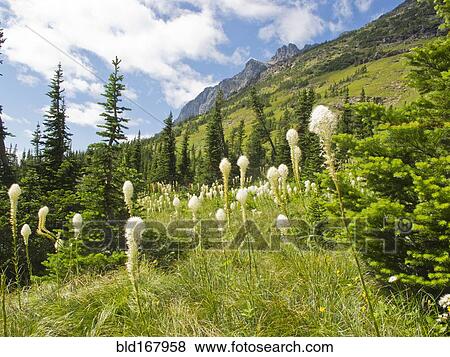 Wildflowers blooming on remote mountain slopes View Large Photo Image Stock Photo - Wildflowers blooming on remote mountain slopes. Fotosearch