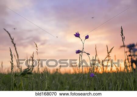 Stock Image - Wildflowers growing in rural field. Fotosearch