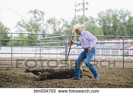 Caucasian cowboy branding cattle in rodeo View Large Photo Image Stock Image - Caucasian cowboy branding cattle in rodeo. Fotosearch