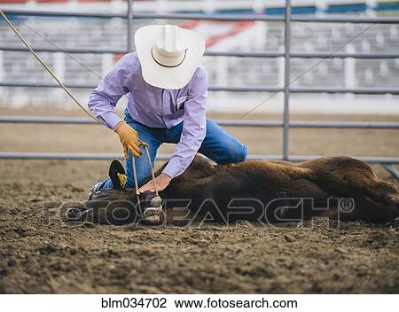 Caucasian cowboy tying cattle in rodeo View Large Photo Image Stock Image - Caucasian cowboy tying cattle in rodeo. Fotosearch