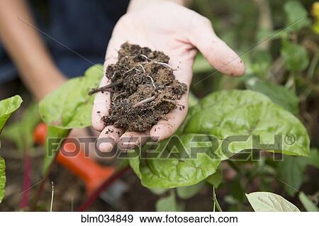 Stock Photo - Caucasian gardener holding clump of dirt. Fotosearch