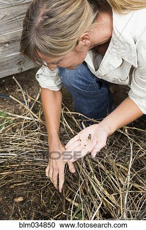 Caucasian gardener planting seeds in garden View Large Photo Image Stock Image - Caucasian gardener planting seeds in garden. Fotosearch