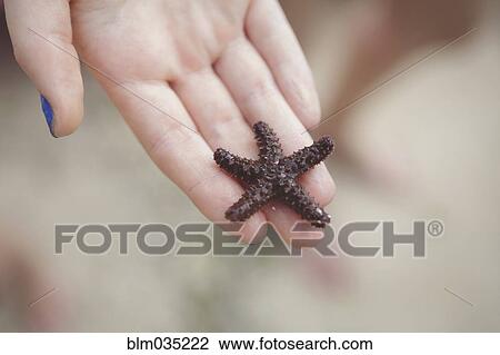 Caucasian girl holding starfish View Large Photo Image Stock Image - Caucasian girl holding starfish. Fotosearch