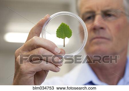 Caucasian scientist examining leaf in laboratory View Large Photo Image Stock Image - Caucasian scientist examining leaf in laboratory. Fotosearch