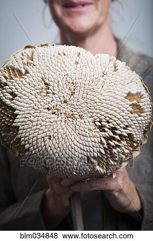 Caucasian woman holding dried sunflower with seeds View Large Photo Image Stock Photo - Caucasian woman holding dried sunflower with seeds. Fotosearch