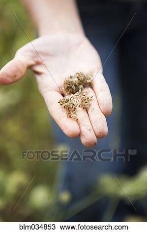 Stock Image - Caucasian woman holding flower seeds in garden. Fotosearch