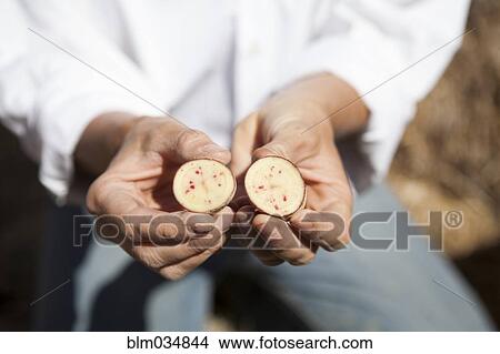 Picture - Caucasian woman holding sliced vegetable in garden. Fotosearch