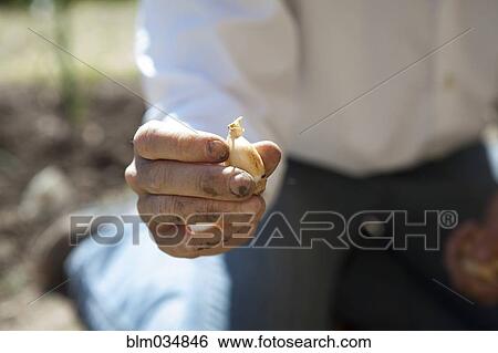 Stock Photograph - Caucasian woman holding vegetable in garden. Fotosearch