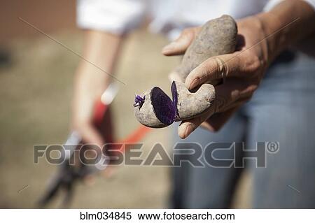 Stock Photography - Caucasian woman holding vegetable sliced in garden. Fotosearch