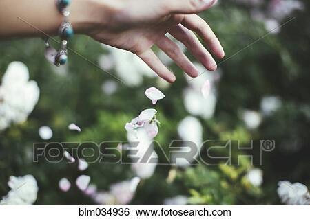 Caucasian woman playing with flower petals View Large Photo Image Stock Photograph - Caucasian woman playing with flower petals. Fotosearch