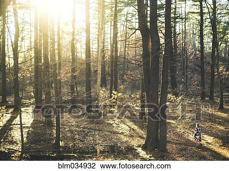 Caucasian woman walking in forest under sunny sky View Large Photo Image Stock Image - Caucasian woman walking in forest under sunny sky. Fotosearch