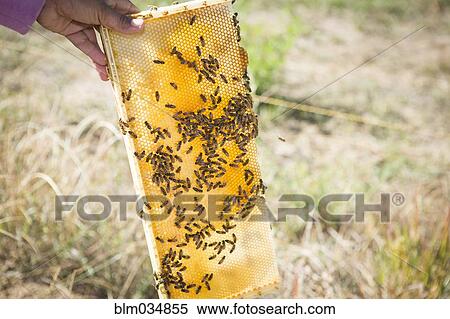 Stock Photography - Close up of beekeeper holding hive in garden. Fotosearch