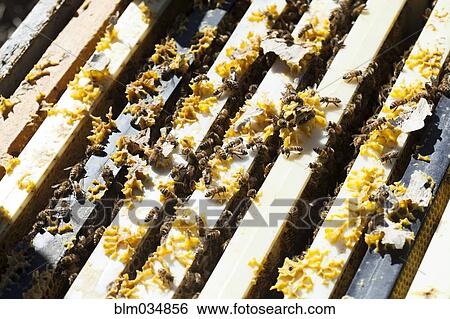 Stock Photograph - Close up of bees working on beehive. Fotosearch