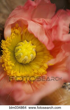 Picture - Close up of flower center and petals. Fotosearch