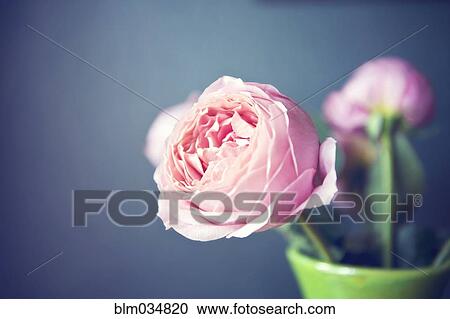 Stock Image - Close up of flowers in vase. Fotosearch