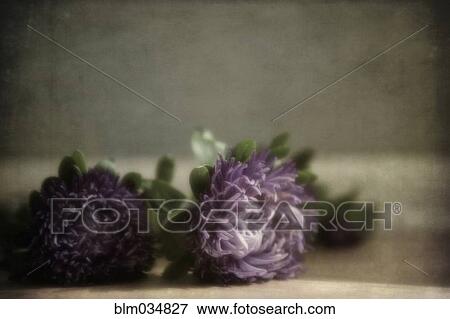 Stock Photo - Close up of flowers laying on table. Fotosearch