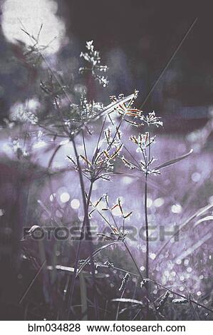 Stock Photo - Close up of plants growing in field. Fotosearch